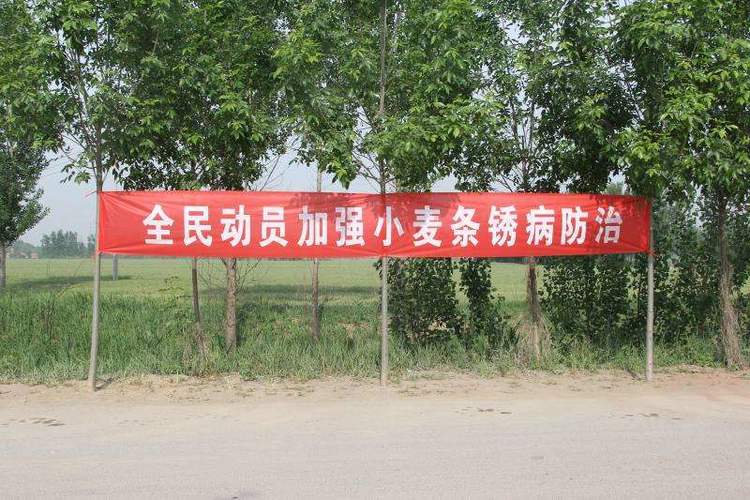 张贴公告栏,悬挂过街横幅等多种形式广泛宣传发动农户开展小麦条锈病