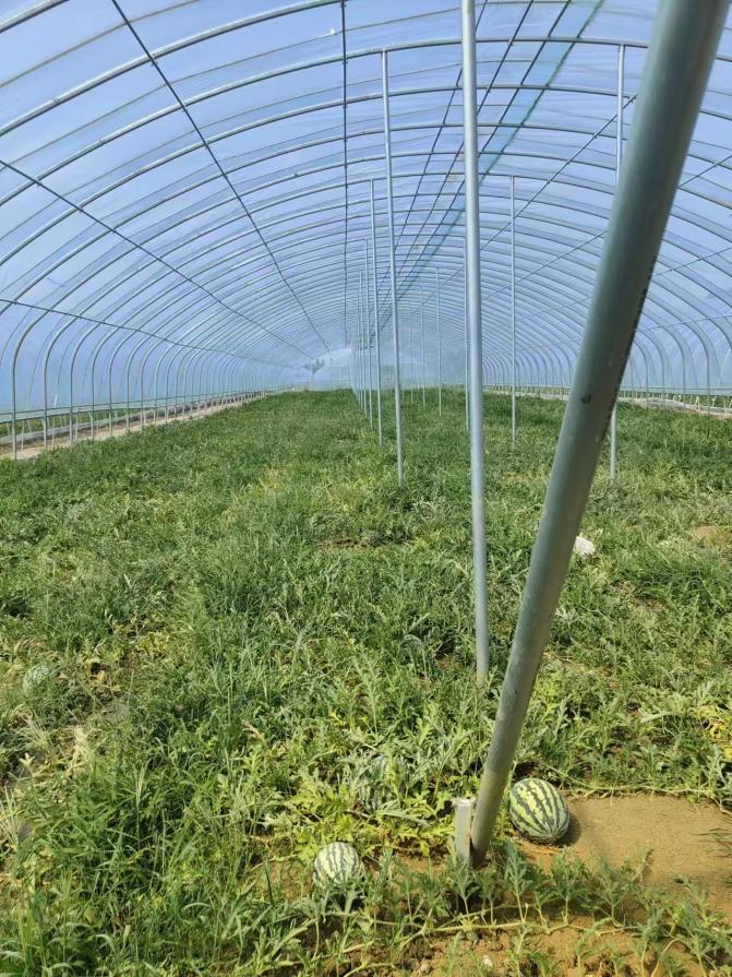 莱芜区牛泉镇青沙村100亩耕地及大棚用地招商